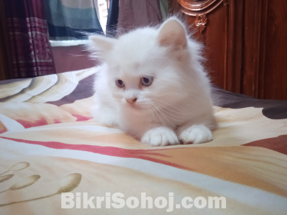 Persian cat